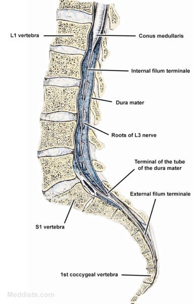 spinal cord dissection