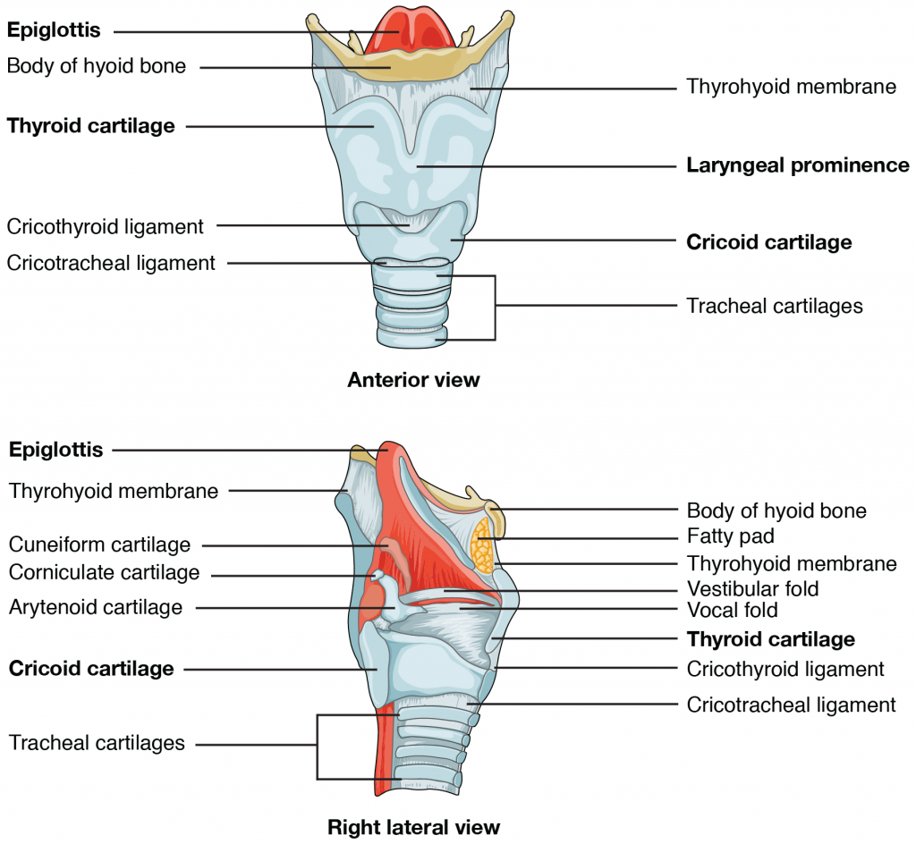 Larynx Cartilage Anatomy