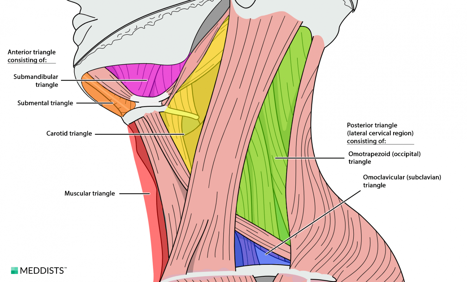 occipital triangle