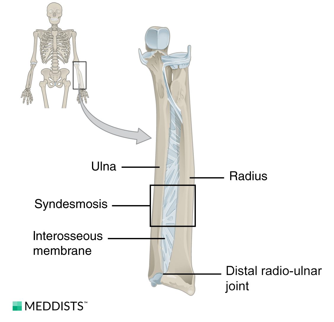 distal radioulnar joint