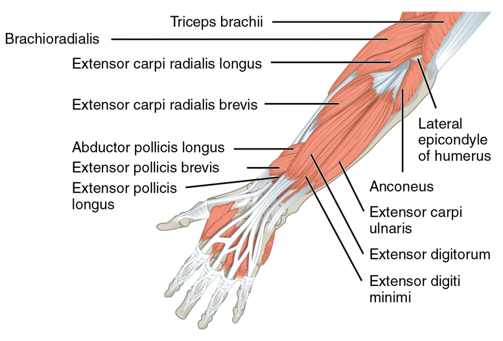 Posterior Arm Muscles