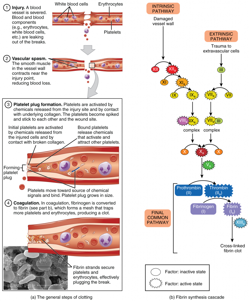 Hemostasis Lecture at Stephan Buckley blog