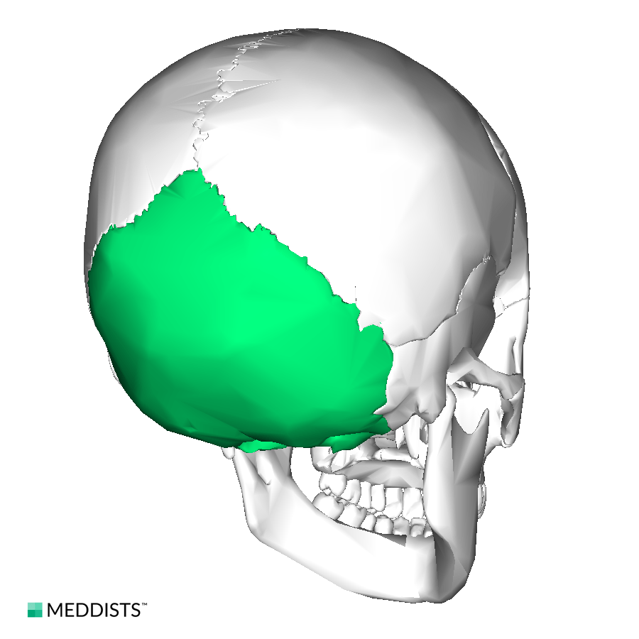 Occipital bone – Meddists