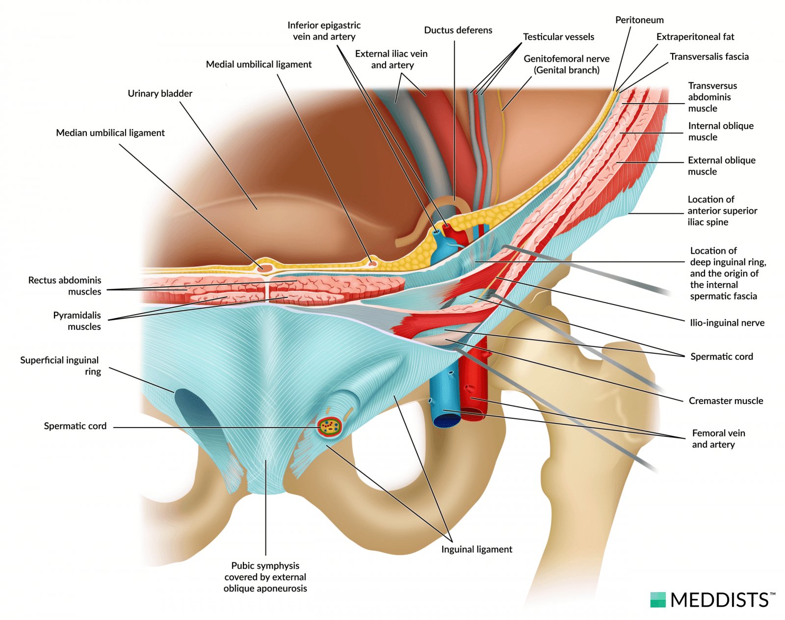 3D Inguinal Canal Anatomy - Boundaries of Inguinal Canal - Superficial and  Deep Inguinal Ring 