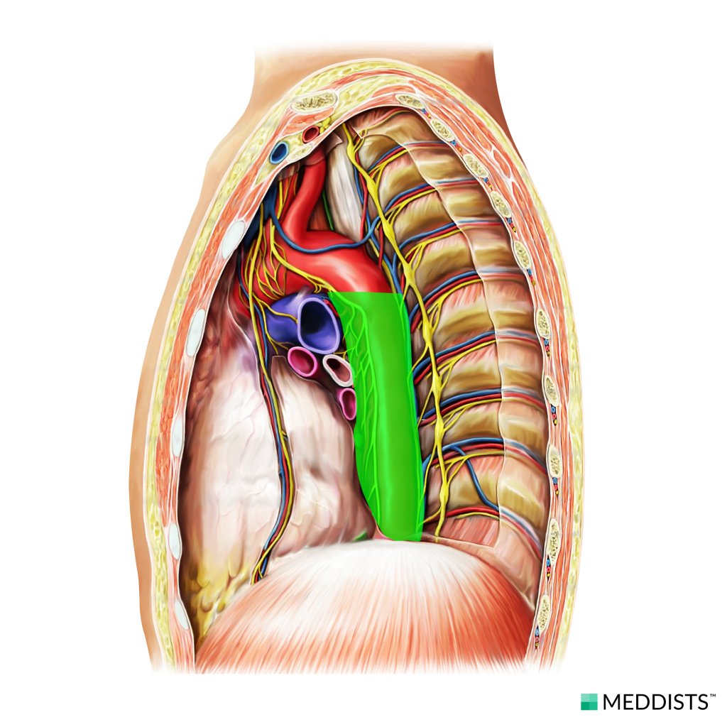 Posterior Mediastinum – Meddists