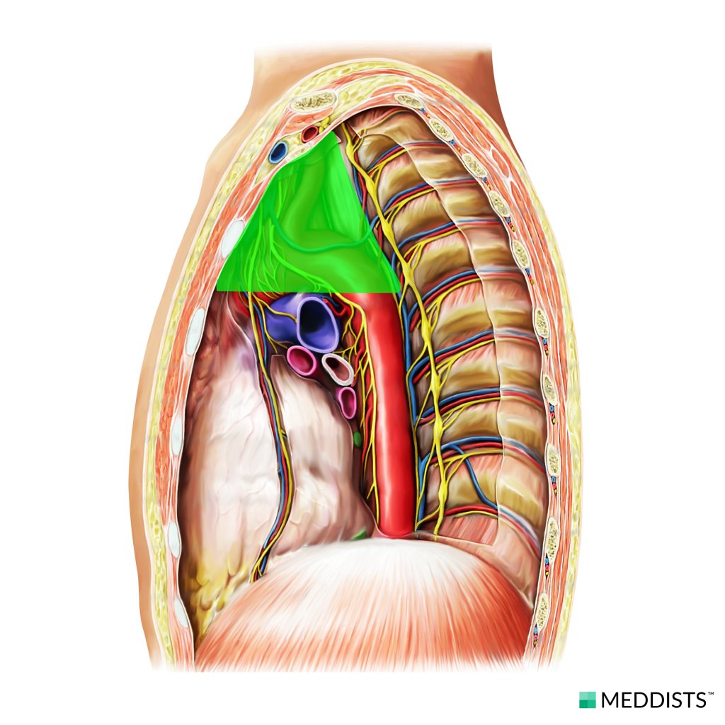 superior-mediastinum-meddists