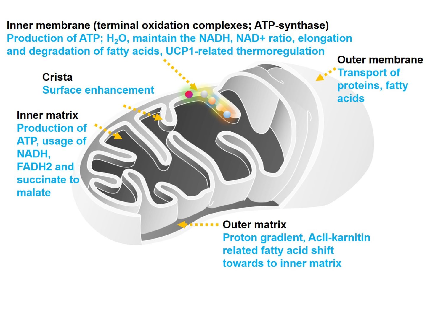 biochemistry-of-the-metabolism-the-mitochondria-meddists