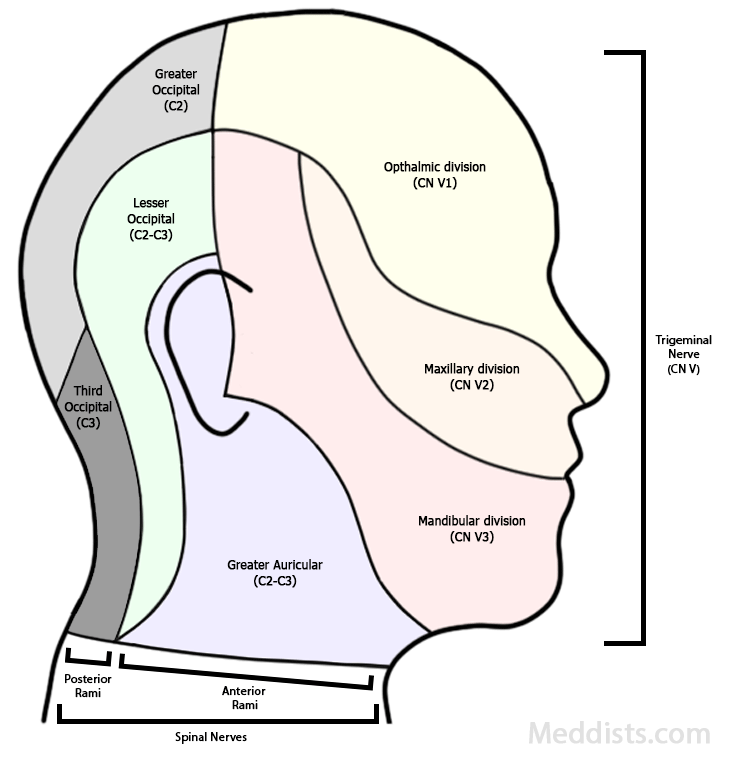 Trigeminal nerve (CN V) – Meddists