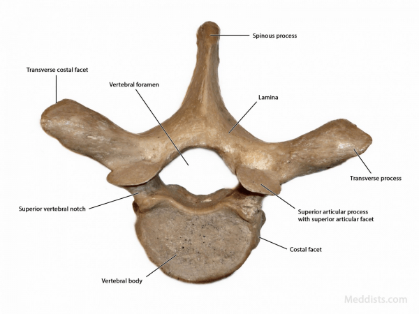 thoracic vertebrae labeled