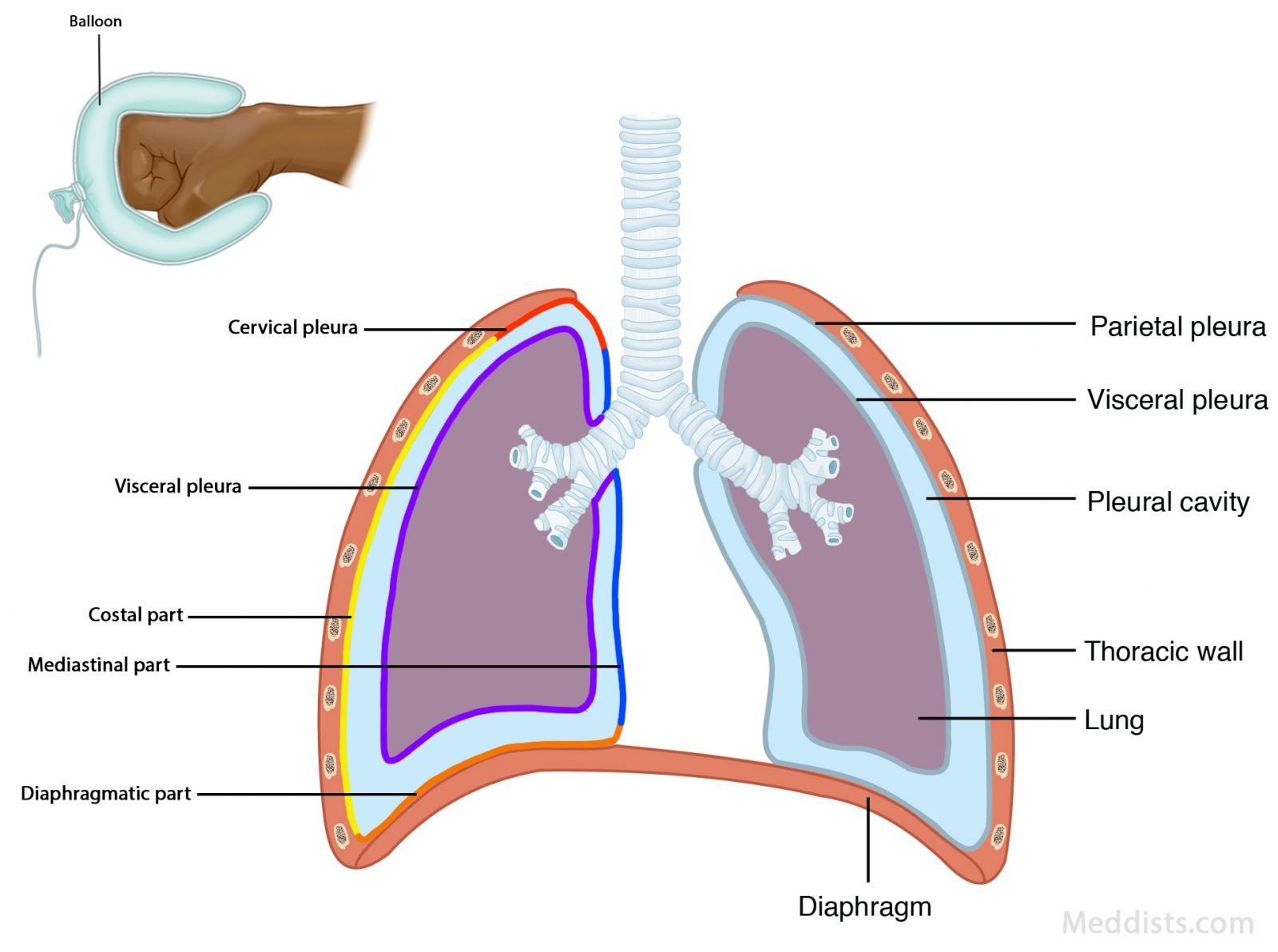 Pleurae Pleural Cavity Pericardial Membrane Root Of Lung At Hilum ...