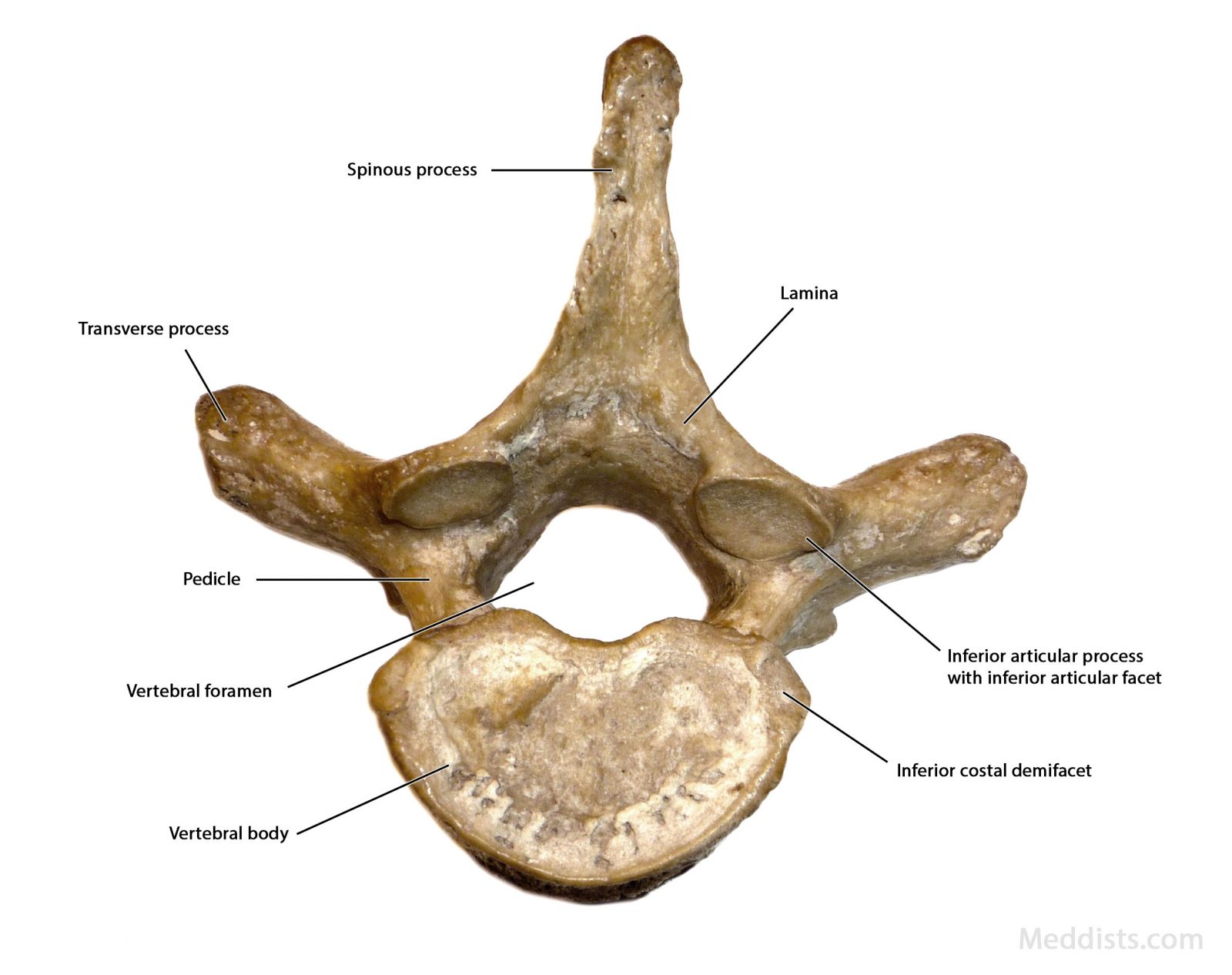 thoracic spine anatomy pictures