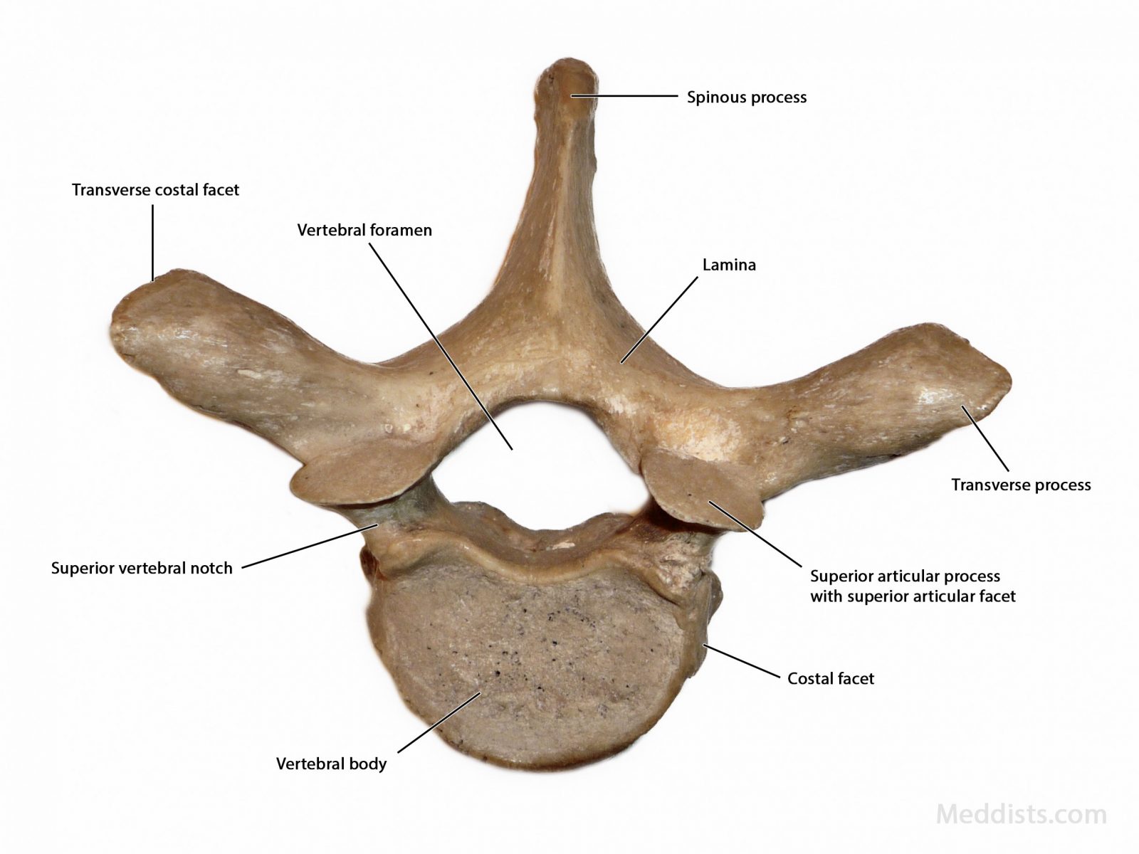 Thoracic Vertebrae T Bone Anatomy Labeled Ilustra Es Stock | The Best ...