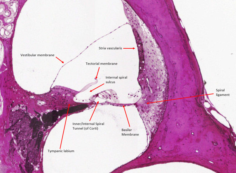 Neurohistology → Inner ear — Histological samples – Meddists