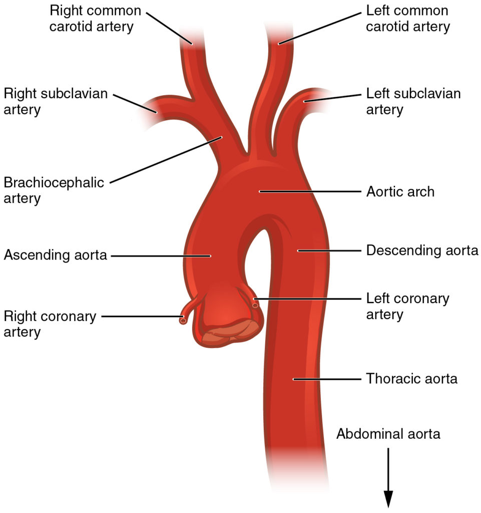 Anatomy Of The Head And Neck Blood Supply Meddists