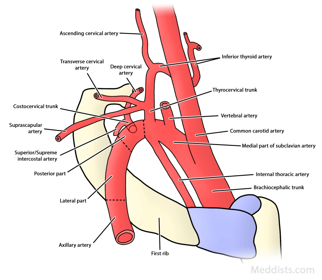 Anatomy Of The Head And Neck → Blood Supply Meddists