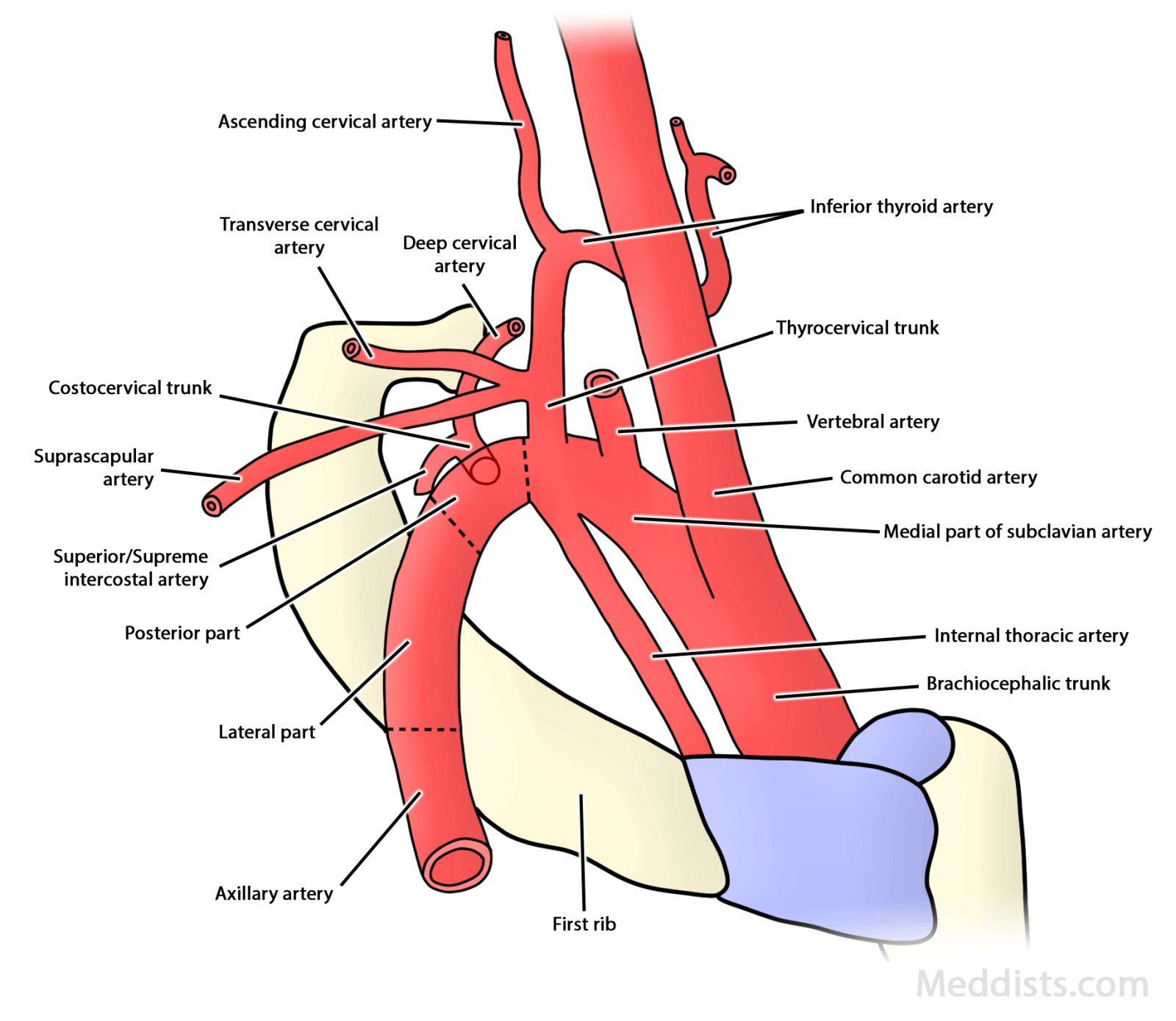 Subclavian Artery Diagram