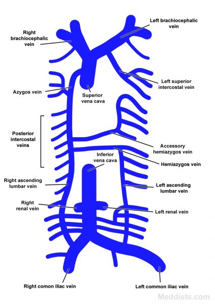 Azygos-Hemiazygos System – Meddists