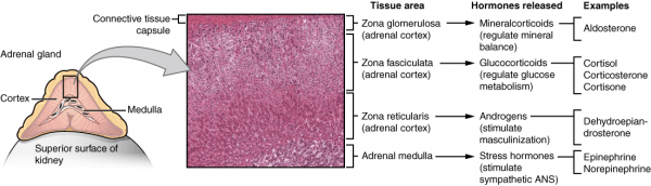 what hormones does the adrenal gland secrete