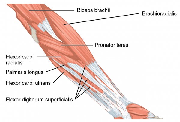 Anterior compartment – Meddists