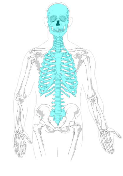 Bones of the shoulder – Meddists